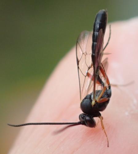Réf. 333 908 : Diadegma sp.